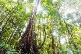 Excellent Plot of land for sale in Amazon Rainforest