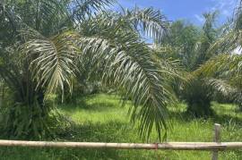 Nearly 2 Rai Palm Plantation Land Near Khao Lak Beach For Sale in Phangnga