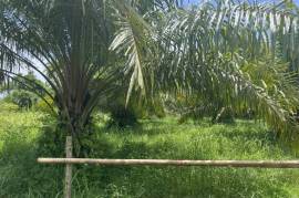 Nearly 2 Rai Palm Plantation Land Near Khao Lak Beach For Sale in Phangnga