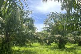 Nearly 2 Rai Palm Plantation Land Near Khao Lak Beach For Sale in Phangnga