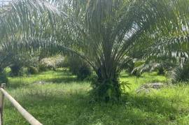 Nearly 2 Rai Palm Plantation Land Near Khao Lak Beach For Sale in Phangnga