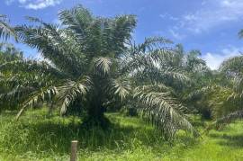 Nearly 2 Rai Palm Plantation Land Near Khao Lak Beach For Sale in Phangnga