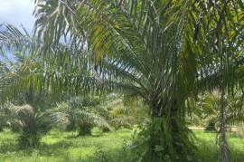 Nearly 2 Rai Palm Plantation Land Near Khao Lak Beach For Sale in Phangnga