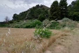 Excellent Plot of land for sale in Caspe