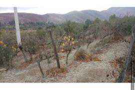 Vineyard With Dwelling for Sale in Illapel Coquimbo