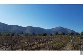 Vineyard With Dwelling for Sale in Illapel Coquimbo