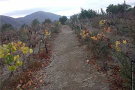 Vineyard With Dwelling for Sale in Illapel Coquimbo