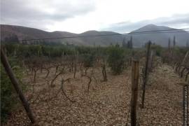 Vineyard With Dwelling for Sale in Illapel Coquimbo