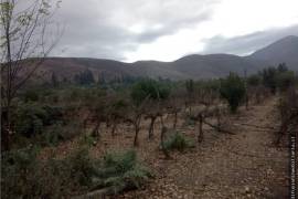 Vineyard With Dwelling for Sale in Illapel Coquimbo