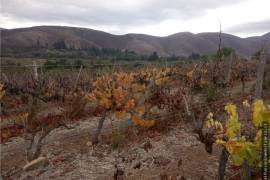 Vineyard With Dwelling for Sale in Illapel Coquimbo