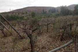 Vineyard With Dwelling for Sale in Illapel Coquimbo