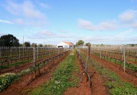 15-hectare estate with vineyard in Estremoz