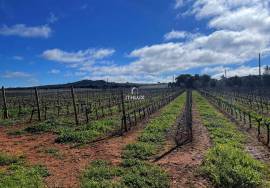 15-hectare estate with vineyard in Estremoz