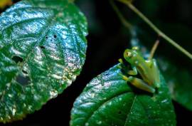 100-Acre Permaculture Farm and Development Opportunity For Sale In Pedro Vicente Maldonado