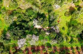 Farm of 6.7ha with two urban farms in Mexilhoeira Grande