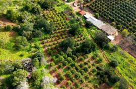 Farm of 6.7ha with two urban farms in Mexilhoeira Grande