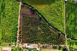 Farm of 6.7ha with two urban farms in Mexilhoeira Grande