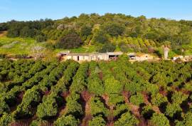 Farm of 6.7ha with two urban farms in Mexilhoeira Grande