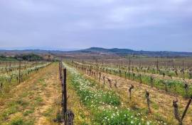 A Hobby Or Change Of Life? 10 Hectares 60 Of Vines On The Same Site, Offering Different Grape Varieties.