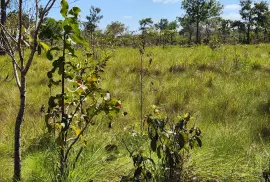 467 acres for lease in Southern Belize