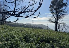 Land with 1206 square meters located in Fajã da Ovelha - Calheta - Madeira Island, for Sale