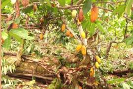 Bahia 75 ha cocoa fazenda, sea view - 13131
