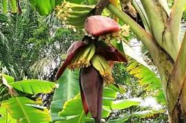 Bahia 75 ha cacao fazenda, vista mare - 13131