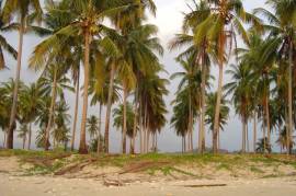 Excellent Plot of land for sale in Krabi