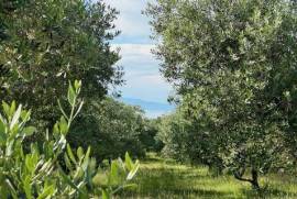 OLIVE GROVE WITH RESIDENTIAL BUILDING AND SEA VIEW!