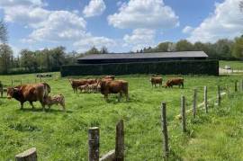 Grassland farm of 114 hectares, principal residence, modern cattle housing. 2 extra houses and 6 hectares available separately.