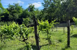 Pálfa, Hungary: vineyard for sale 