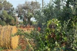 Land with olive trees