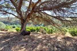 Farm for sale in the Rasmalho area, close to the Odelouca river!