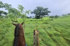 Horse And Cattle Ranch