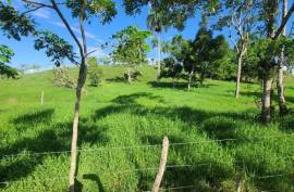 Horse And Cattle Ranch