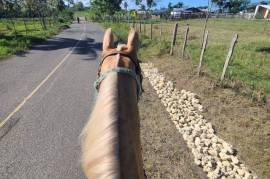 Horse And Cattle Ranch