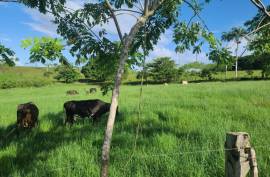 Horse And Cattle Ranch