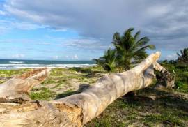 Oceanfront Cattle Ranch In Sabaneta For Sale
