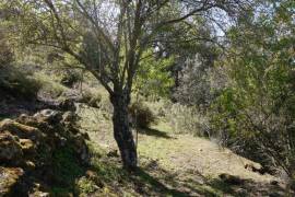 Lush Land with Stunning Views Land