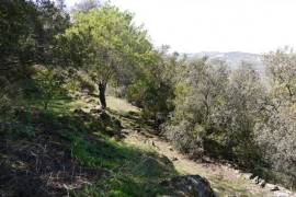 Lush Land with Stunning Views Land