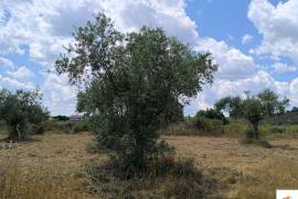 FARM IN CASTELO BARNCO 4.8ha.