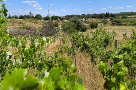 FARM IN CASTELO BARNCO 4.8ha.