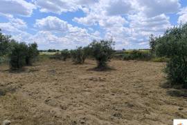 FARM IN CASTELO BARNCO 4.8ha.