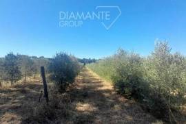 GR1785- Agricultural land cultivated with intensive irrigated olive grove, fenced