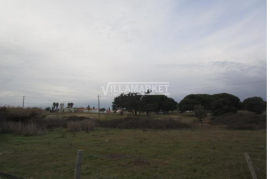 Land with 76 070 m2 located in Penteado between Moita and Pinhal Novo