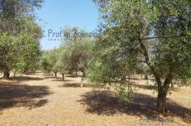 Land for sale with approved project in Carovigno