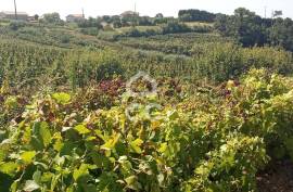 Land Óbidos Usseira