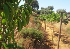 Farmhouse Lagos Odiaxere