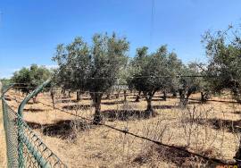 Farm in Borba