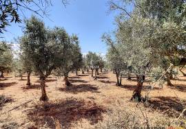 Farm in Borba